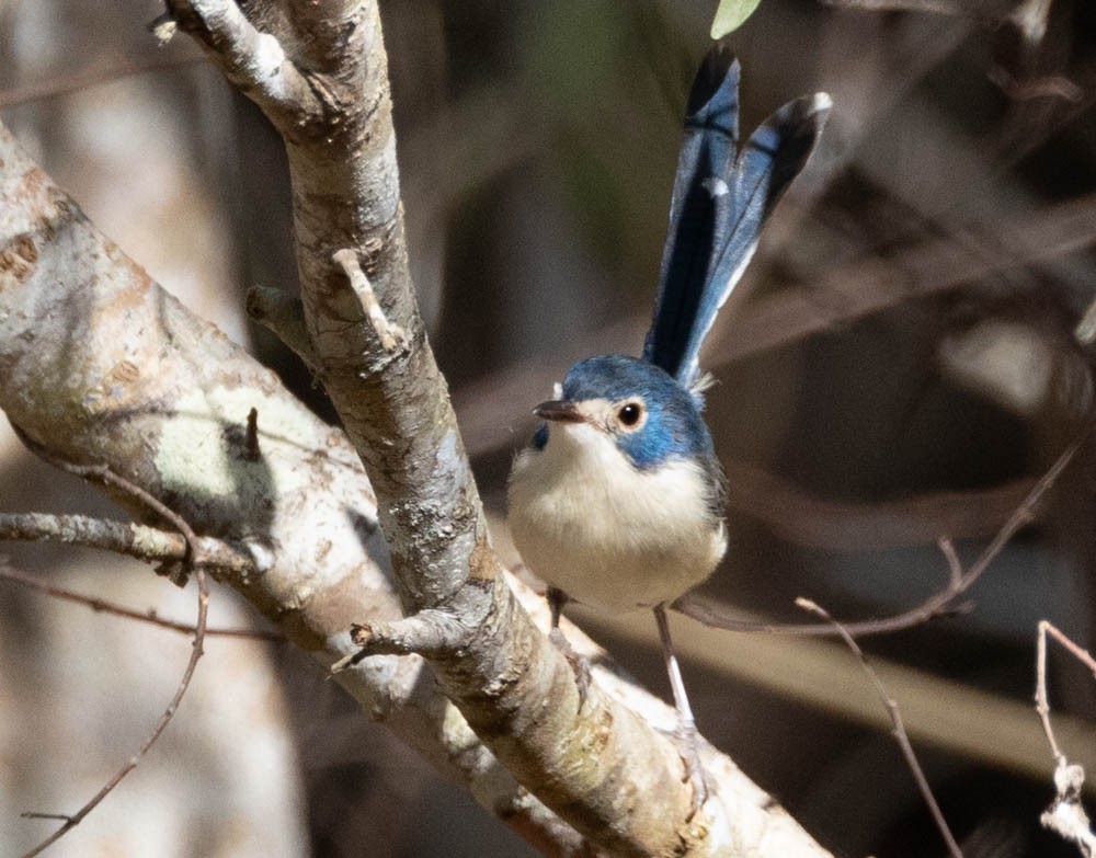 Lovely Fairywren - ML638384142