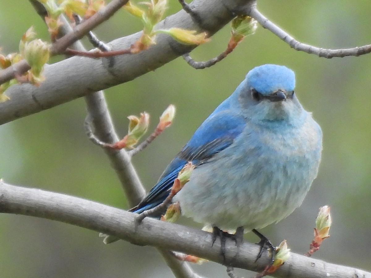 Mountain Bluebird - ML638384170