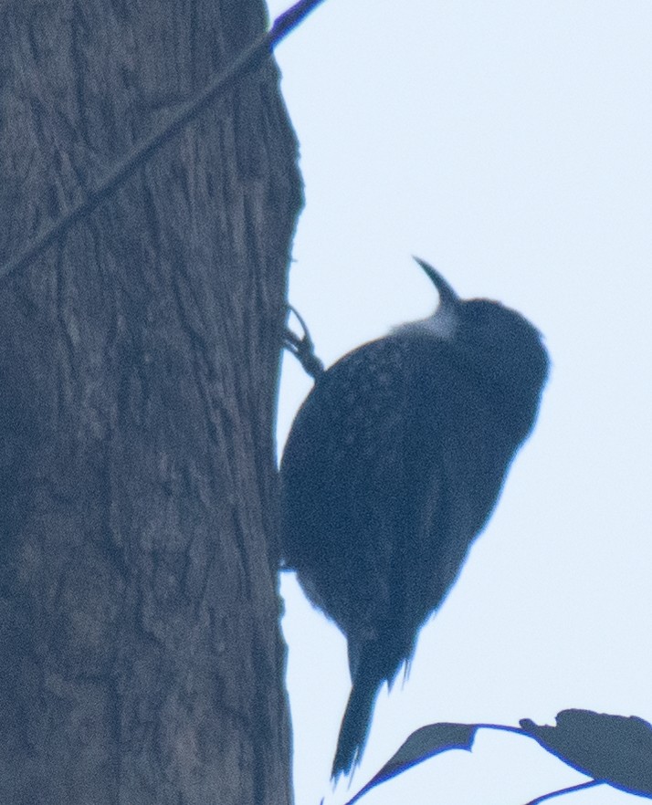 White-throated Treecreeper - ML638384171