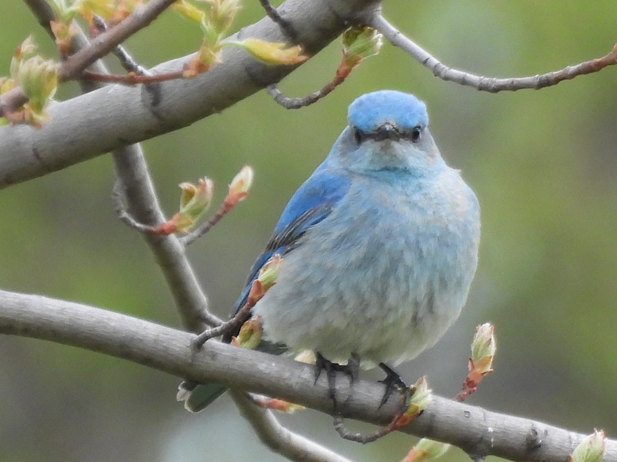Mountain Bluebird - ML638384172