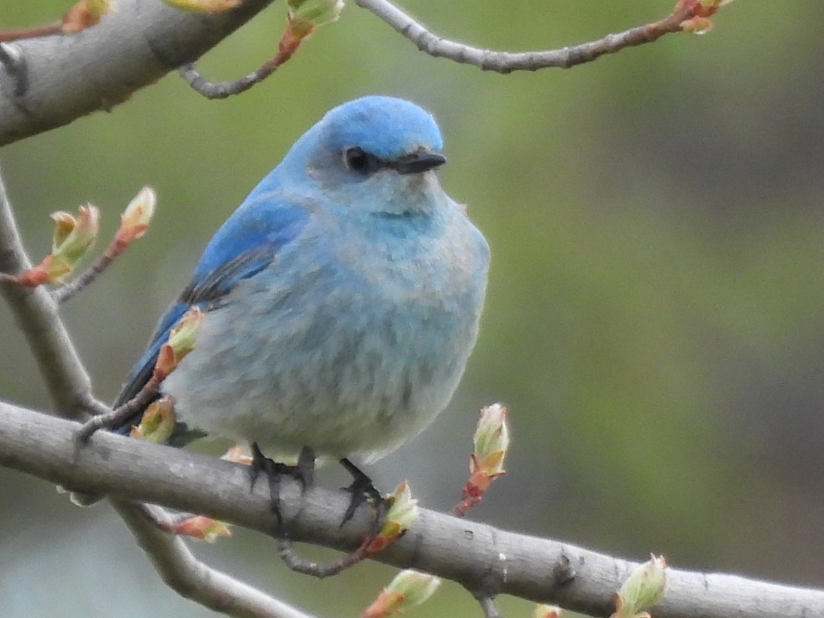Mountain Bluebird - ML638384173