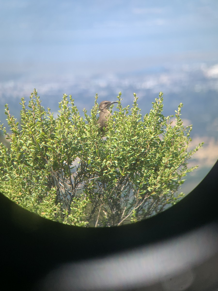 California Thrasher - ML638384177