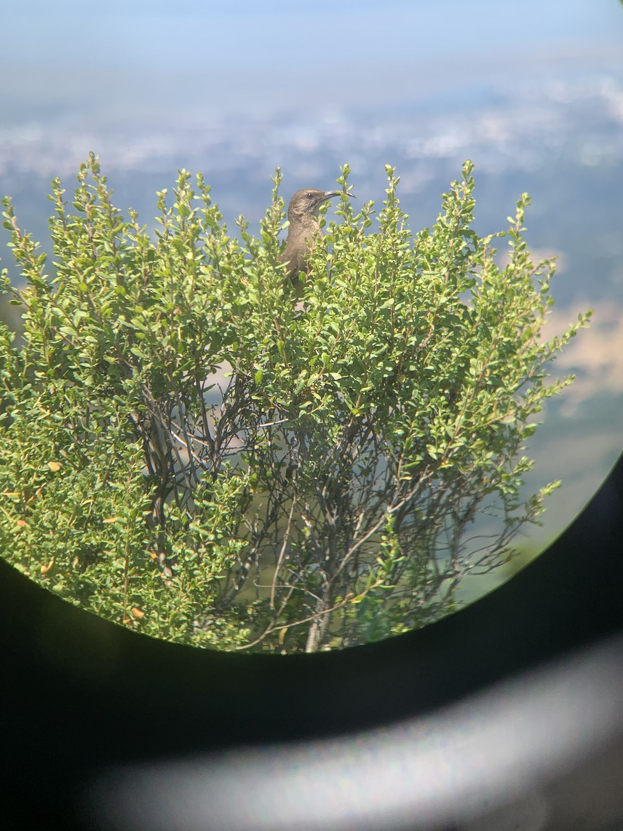 California Thrasher - ML638384178