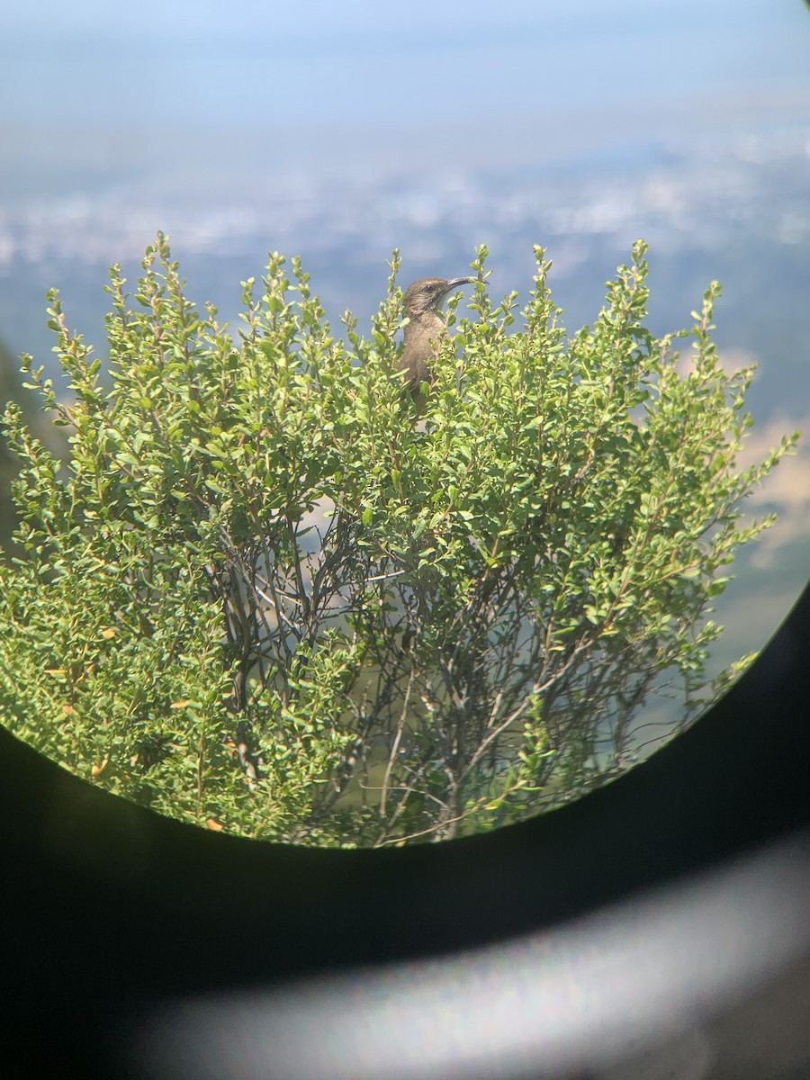 California Thrasher - ML638384179