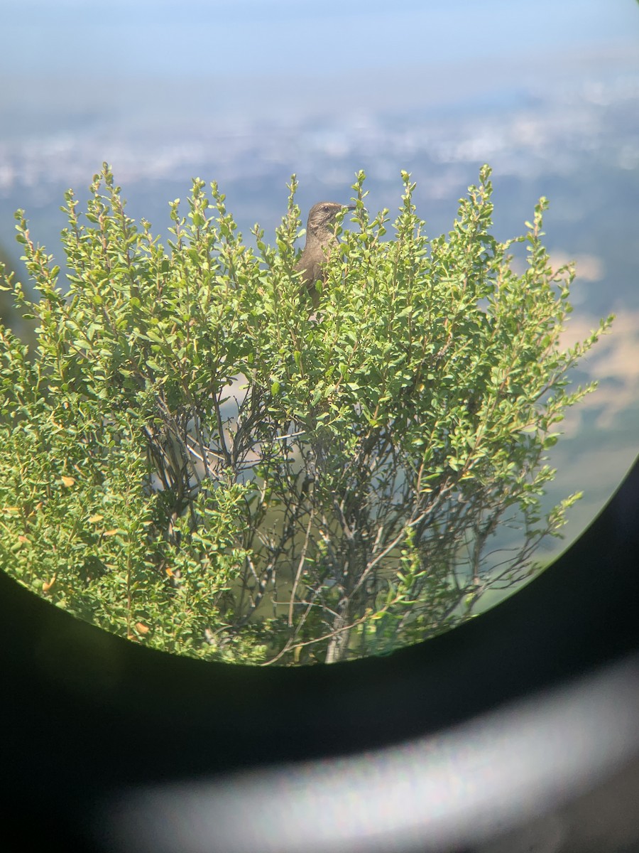 California Thrasher - ML638384180
