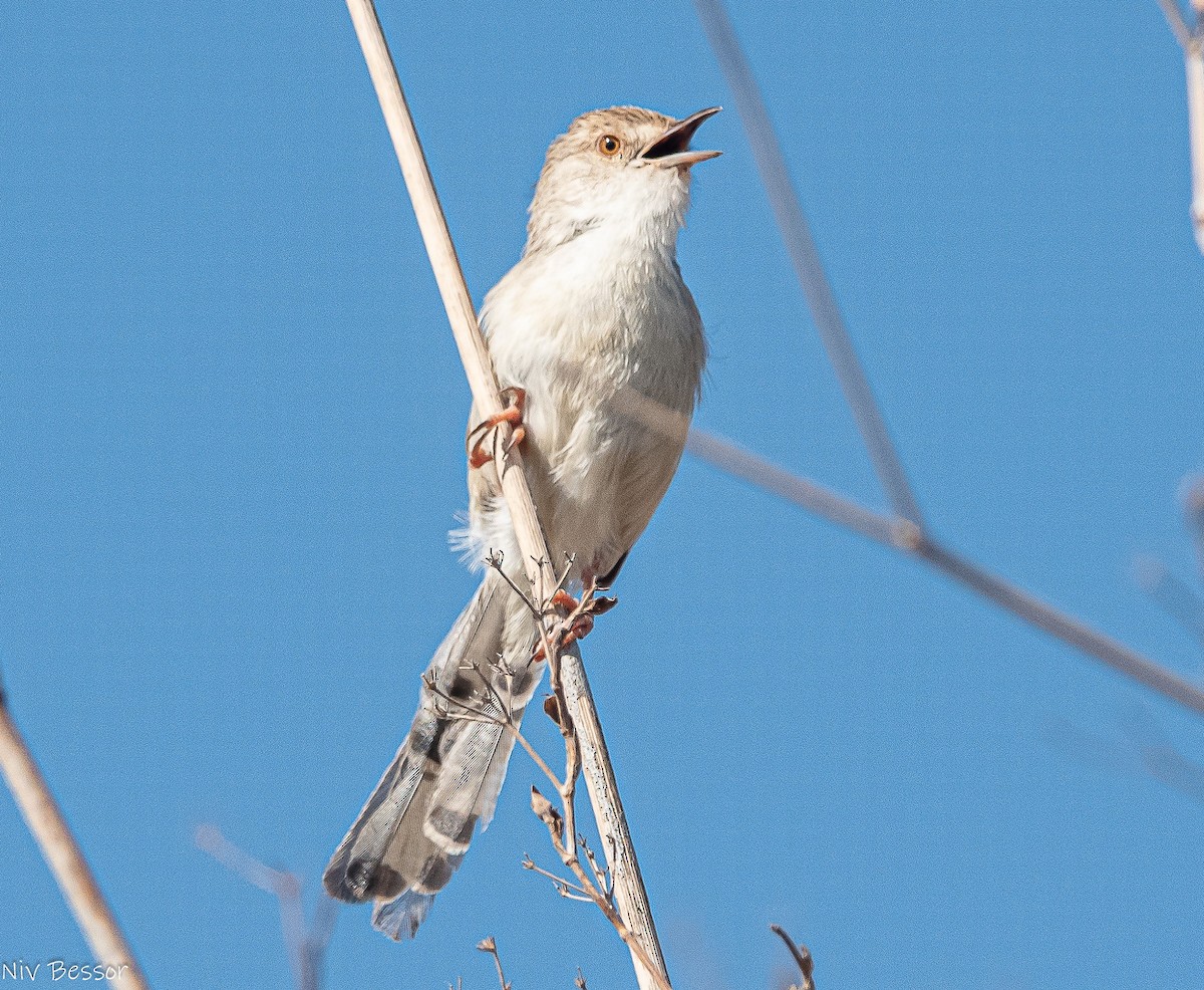 Prinia Grácil - ML638384186
