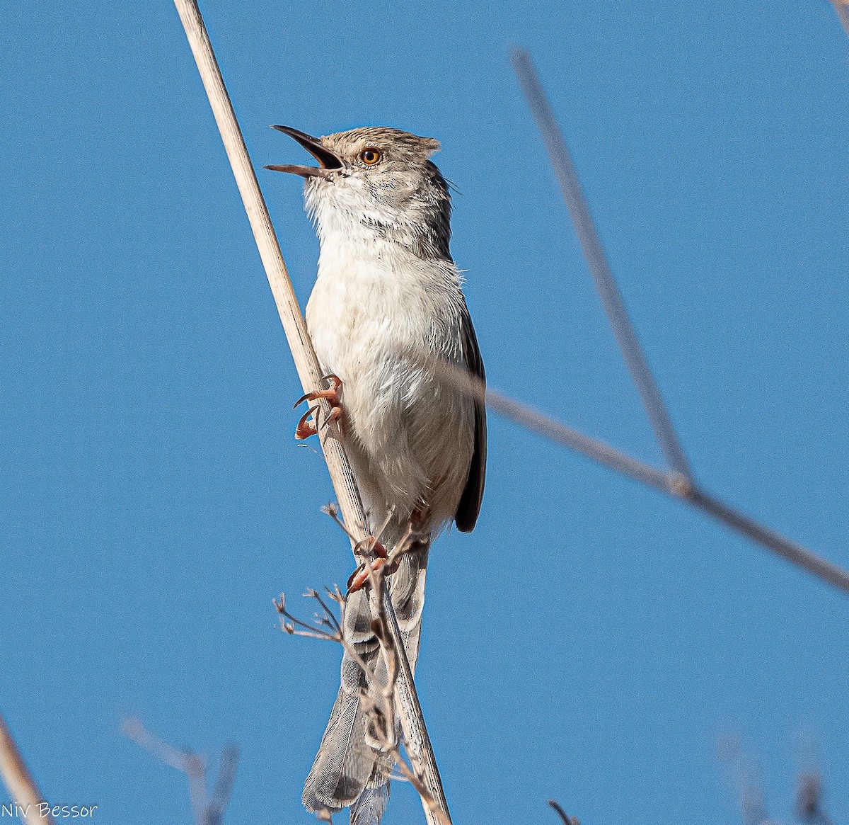 Prinia Grácil - ML638384187