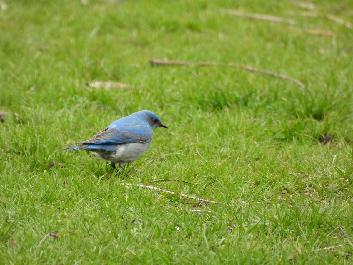 Mountain Bluebird - ML638384196