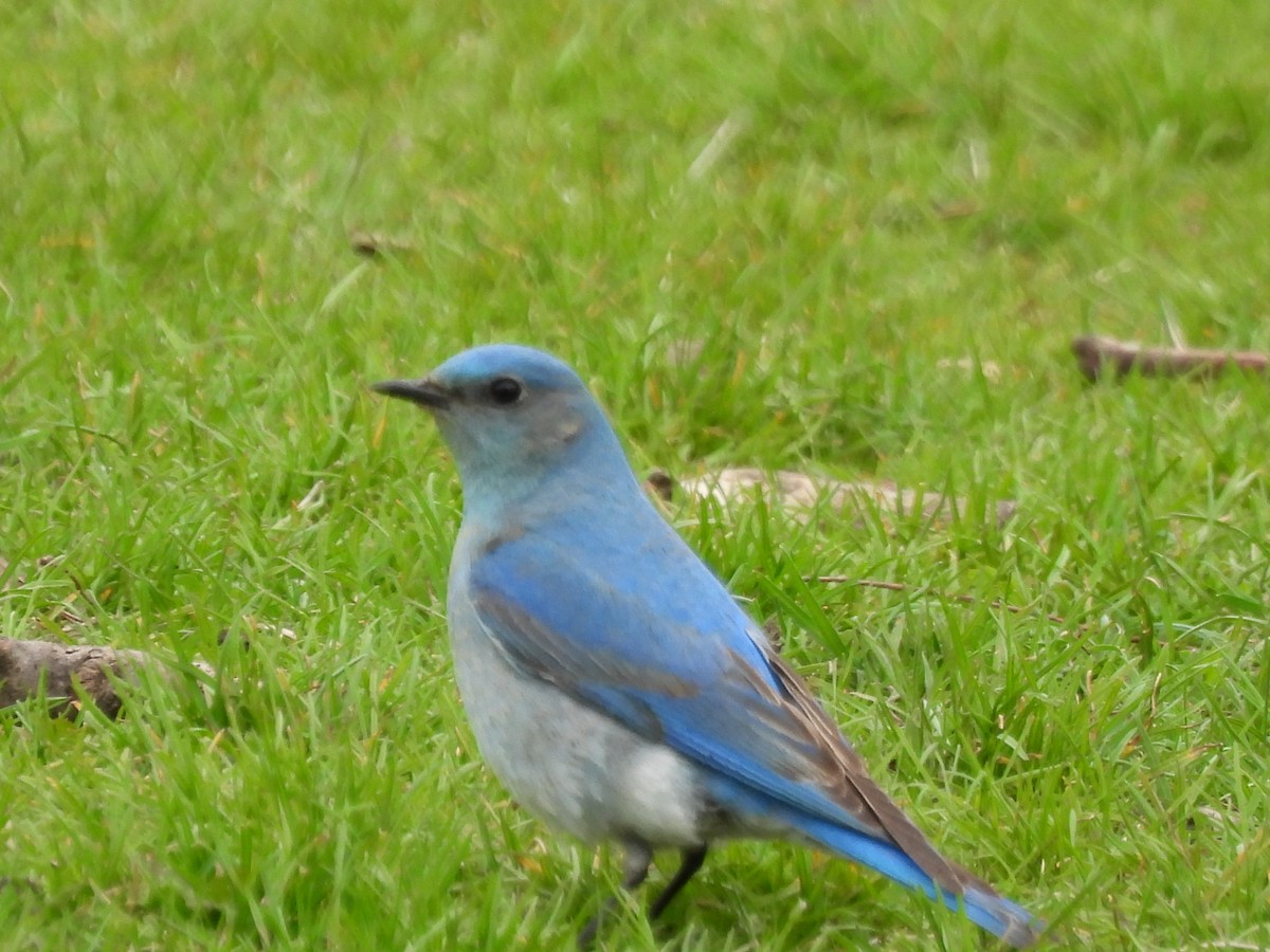 Mountain Bluebird - ML638384201