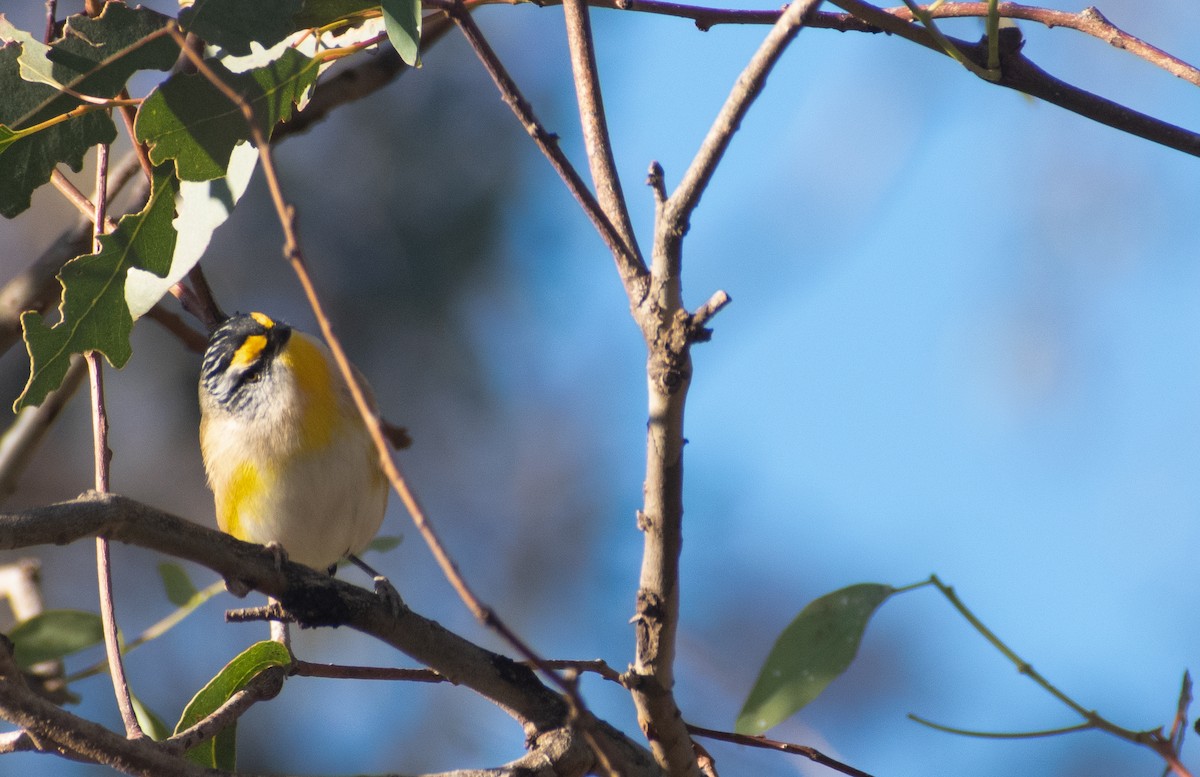 Striated Pardalote - ML638384204