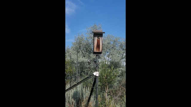 Tree Swallow - ML638384209
