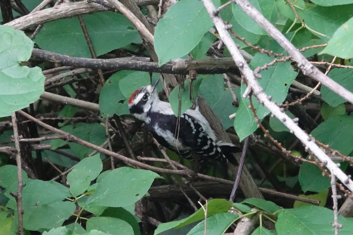 Downy Woodpecker - ML638384210