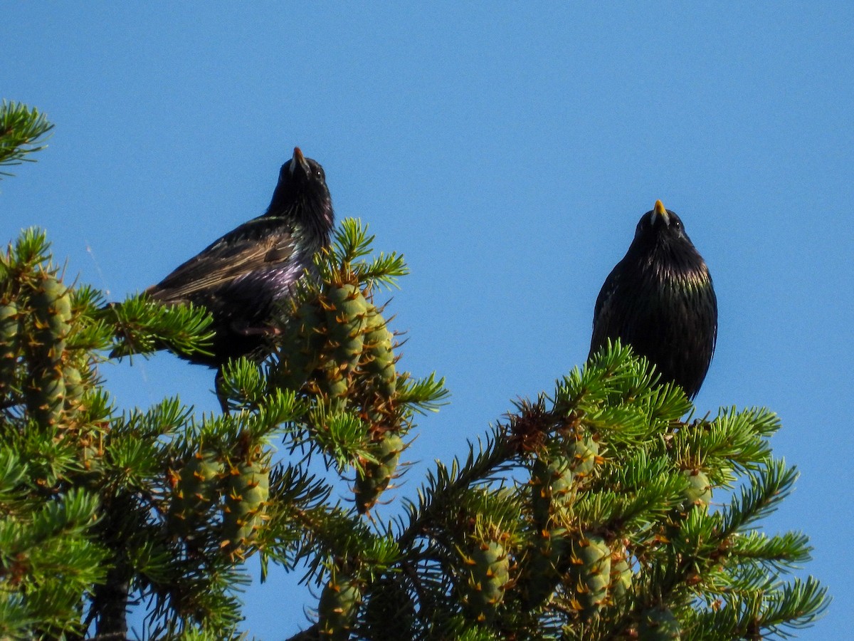 European Starling - ML638384219