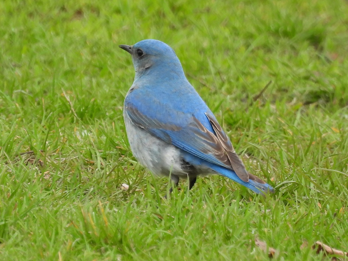 Mountain Bluebird - ML638384220
