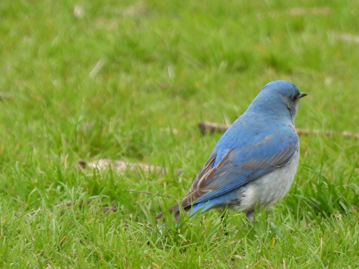 Mountain Bluebird - ML638384228