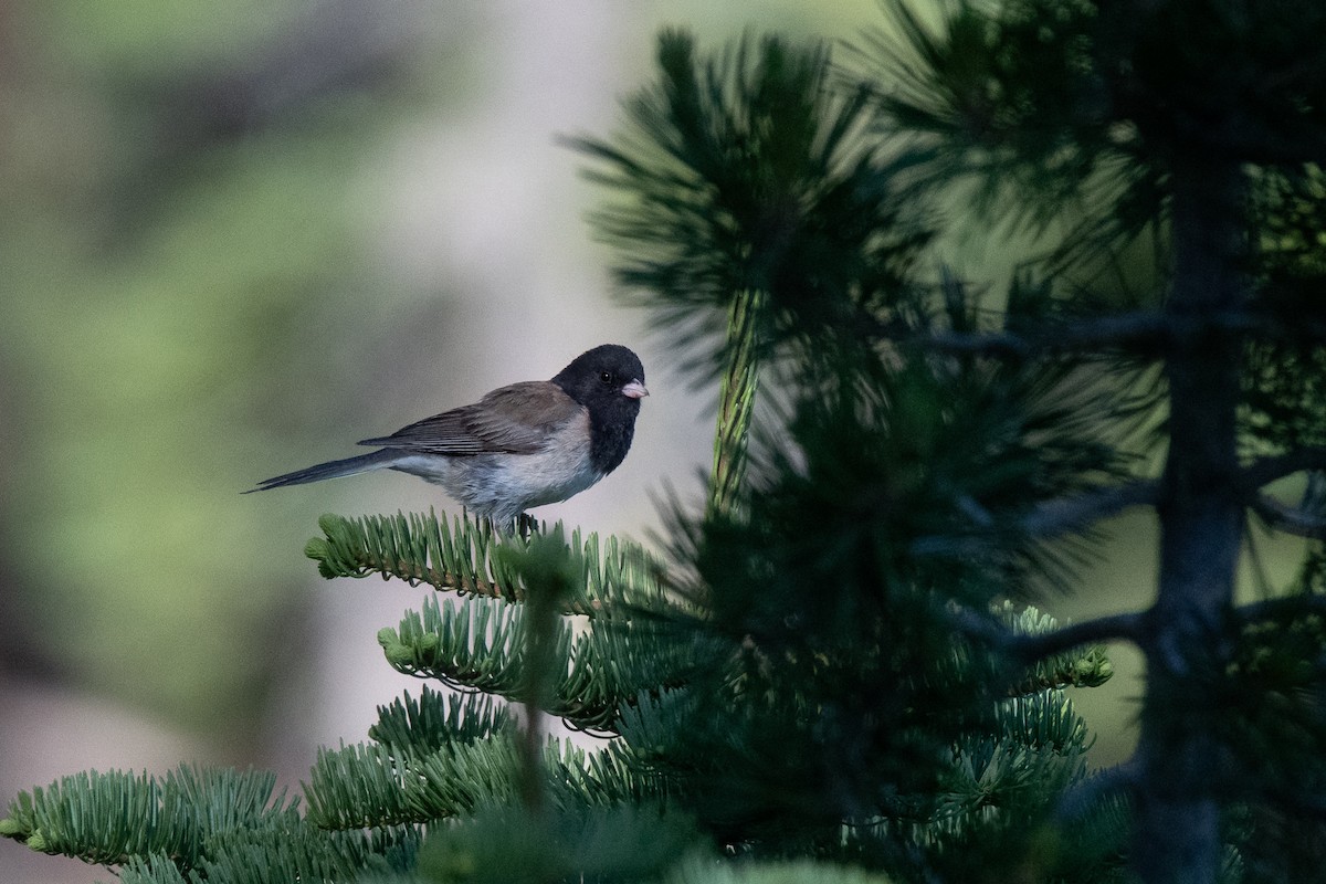 Junco Ojioscuro (grupo oreganus) - ML638384230