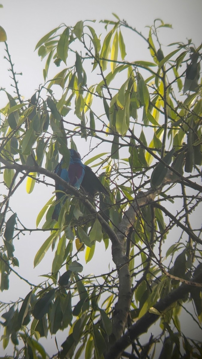 Turquoise Cotinga - ML638384261
