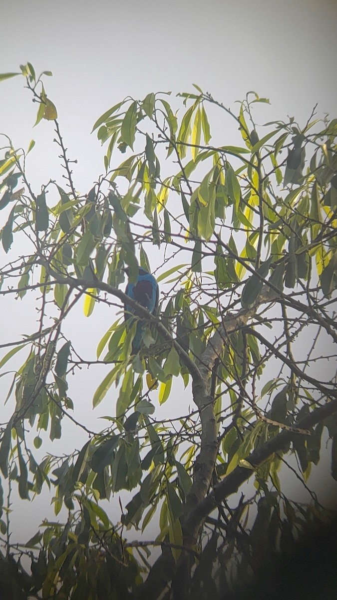 Turquoise Cotinga - ML638384263