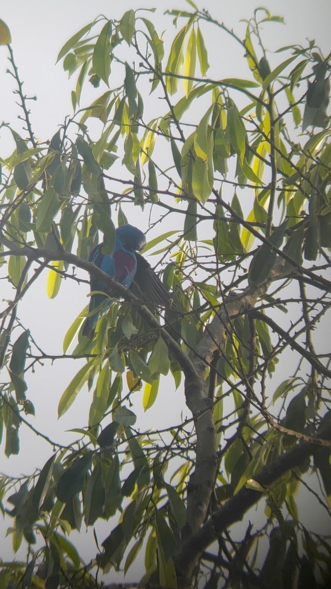 Turquoise Cotinga - ML638384266