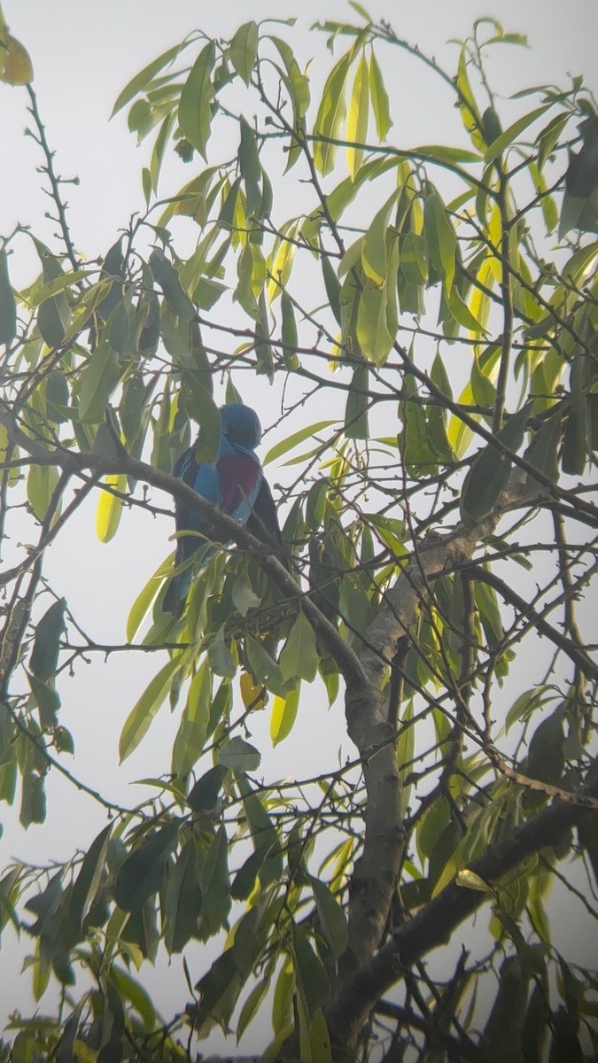 Turquoise Cotinga - ML638384267
