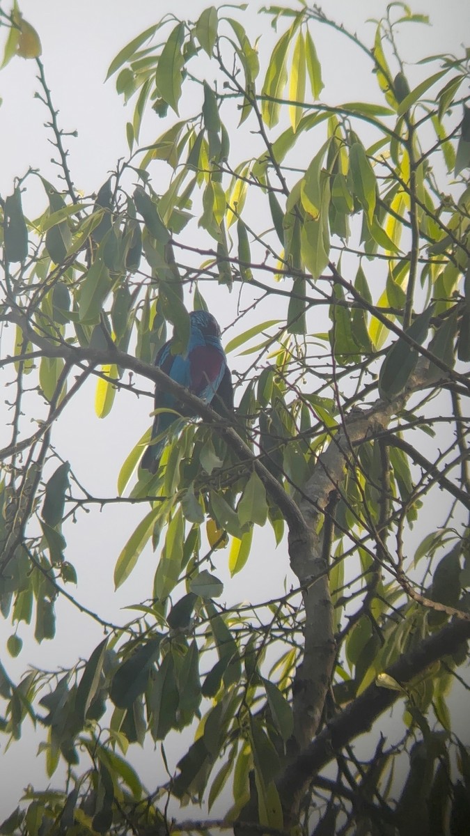 Turquoise Cotinga - ML638384268