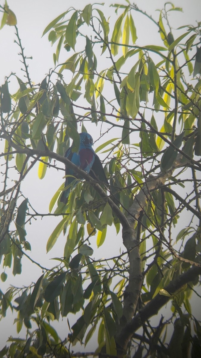Turquoise Cotinga - ML638384269