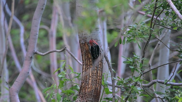 Red-breasted Sapsucker - ML638384270