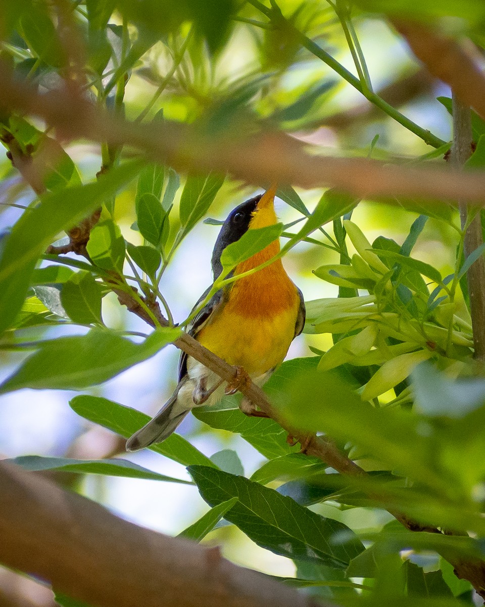 Tropical Parula - ML638384274