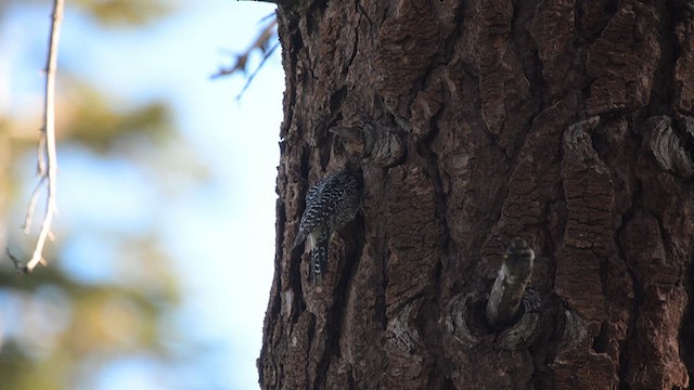 Williamson's Sapsucker - ML638384299