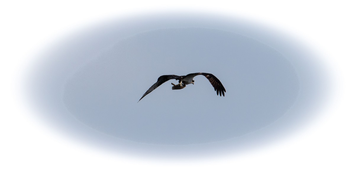 Osprey - ML638384301