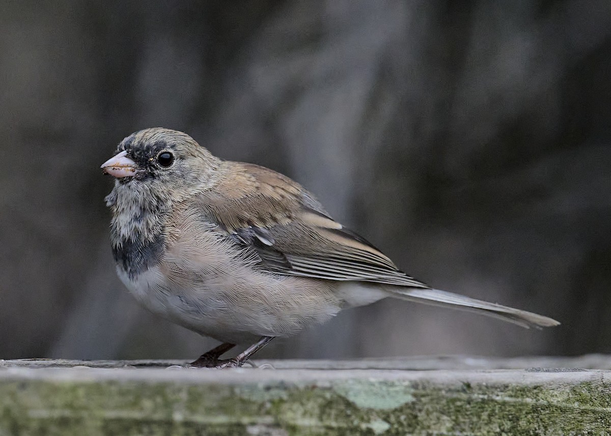 Junco Ojioscuro (grupo oreganus) - ML638384307