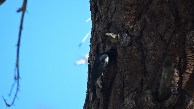 Williamson's Sapsucker - ML638384319