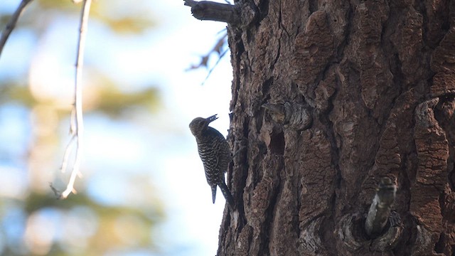 Williamson's Sapsucker - ML638384321