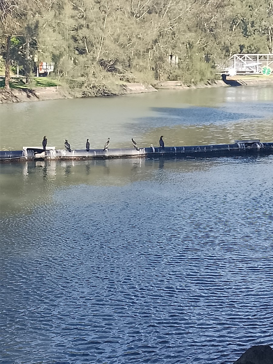 Little Black Cormorant - ML638384397