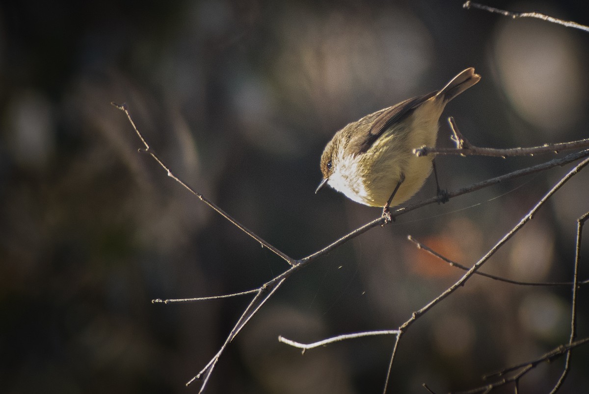 Buff-rumped Thornbill - ML638384398