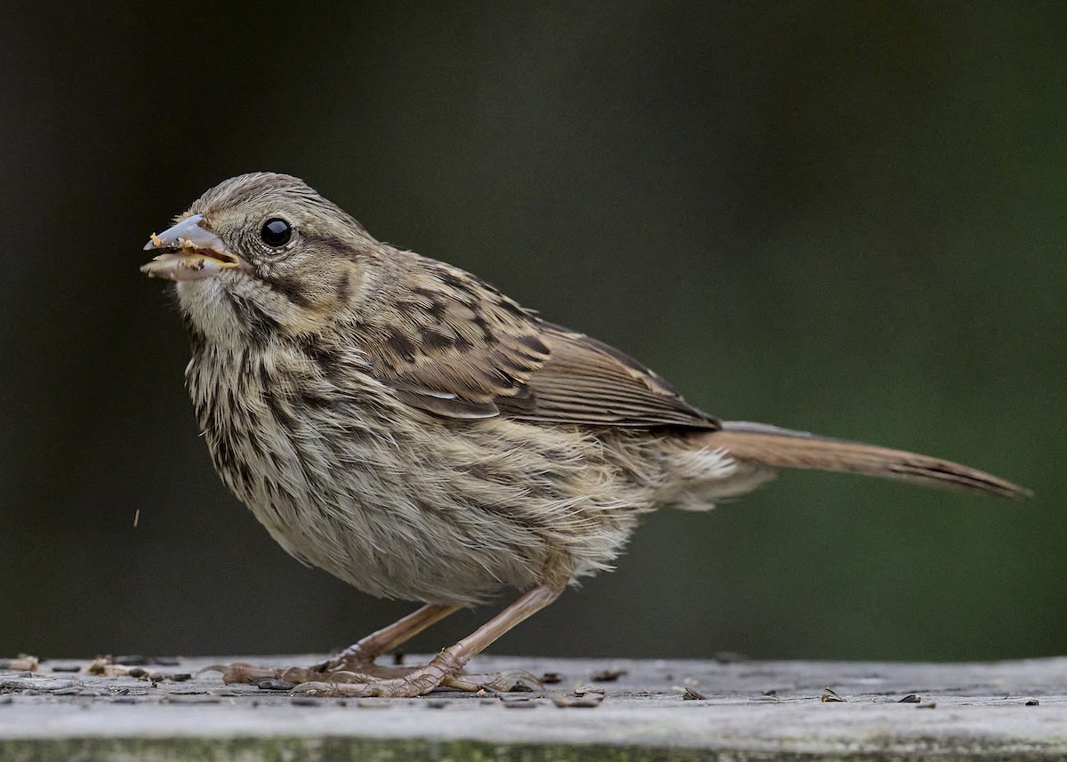 Song Sparrow (heermanni Group) - ML638384410