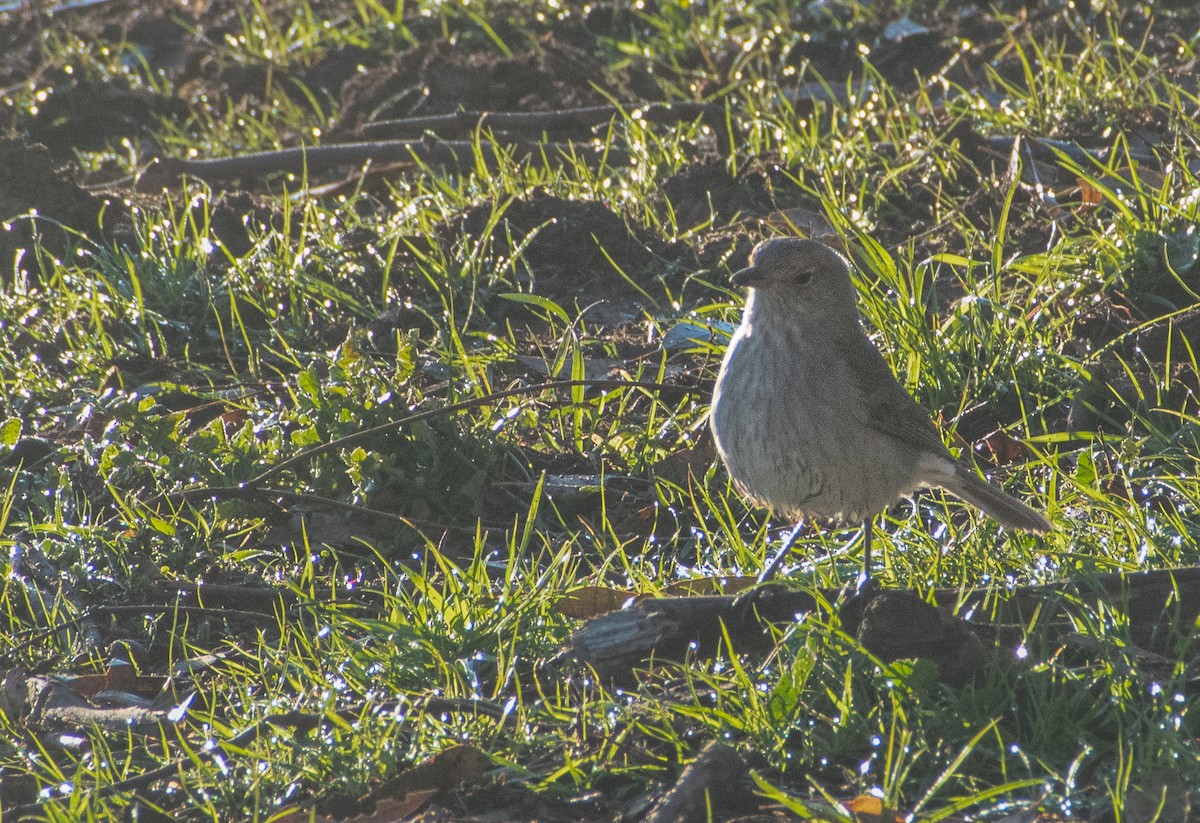 Gray Shrikethrush - ML638384411