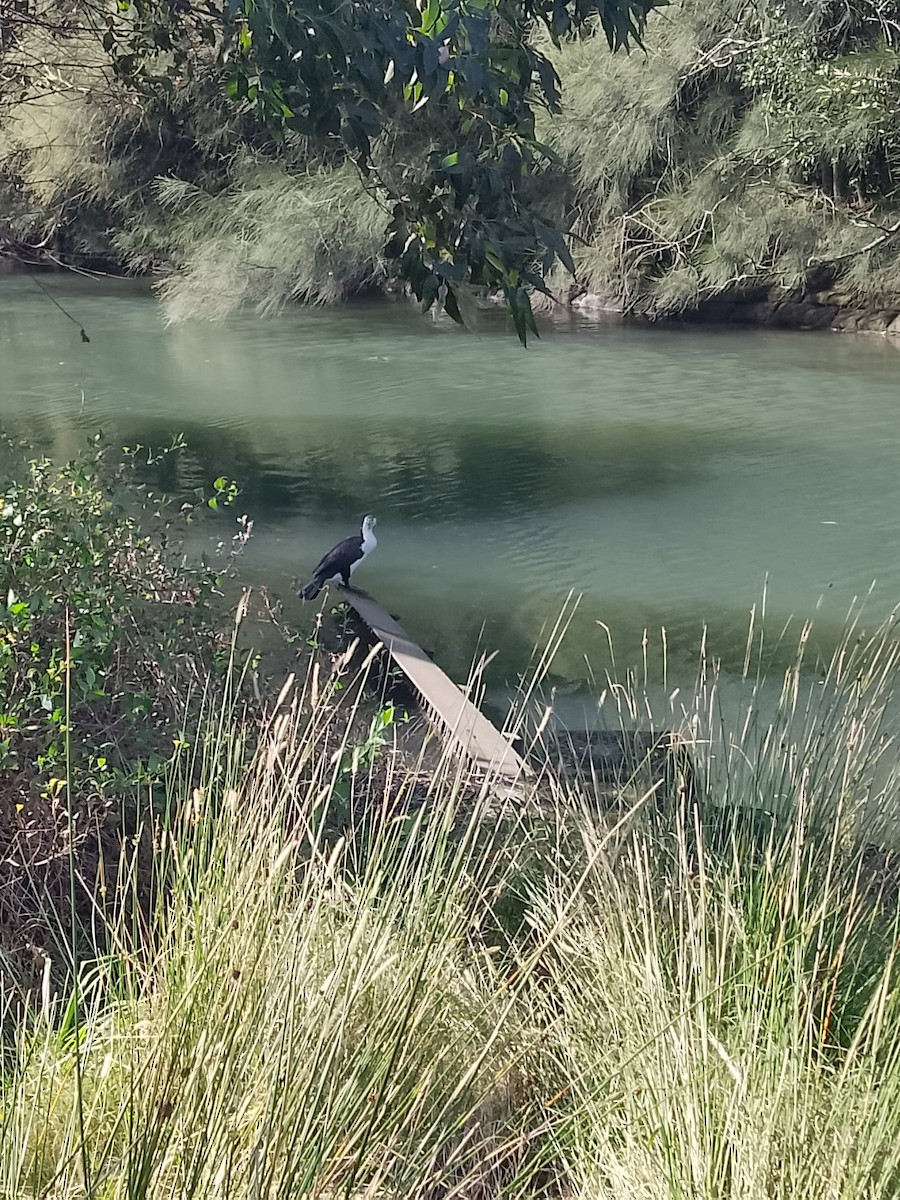 Pied Cormorant - ML638384416