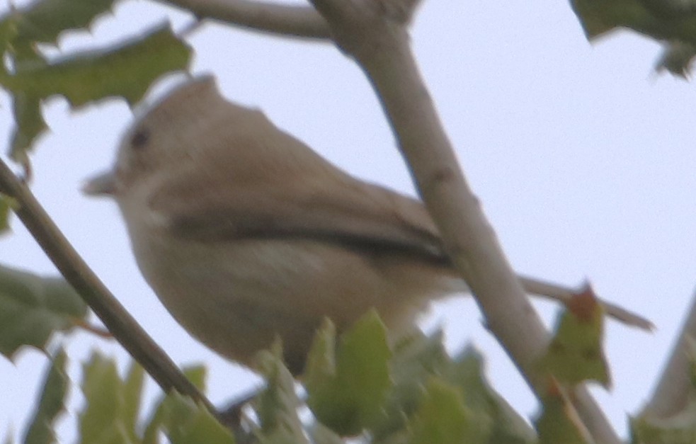 Oak Titmouse - ML638384419