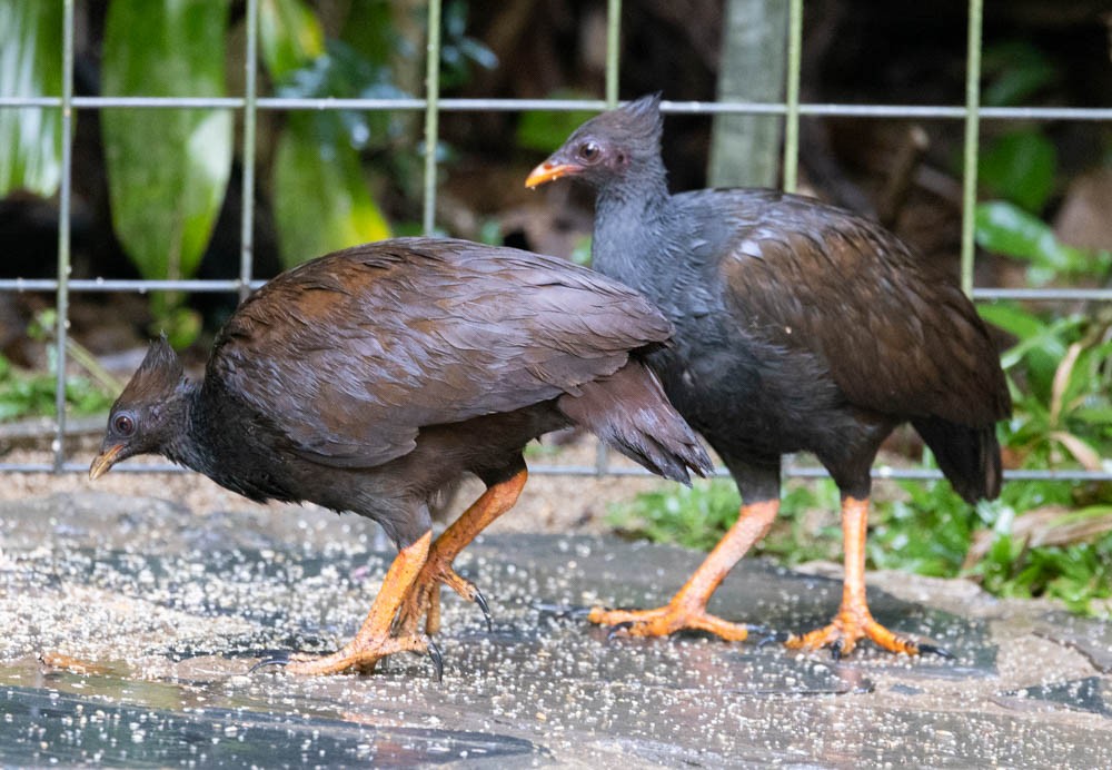 Orange-footed Megapode - ML638384443