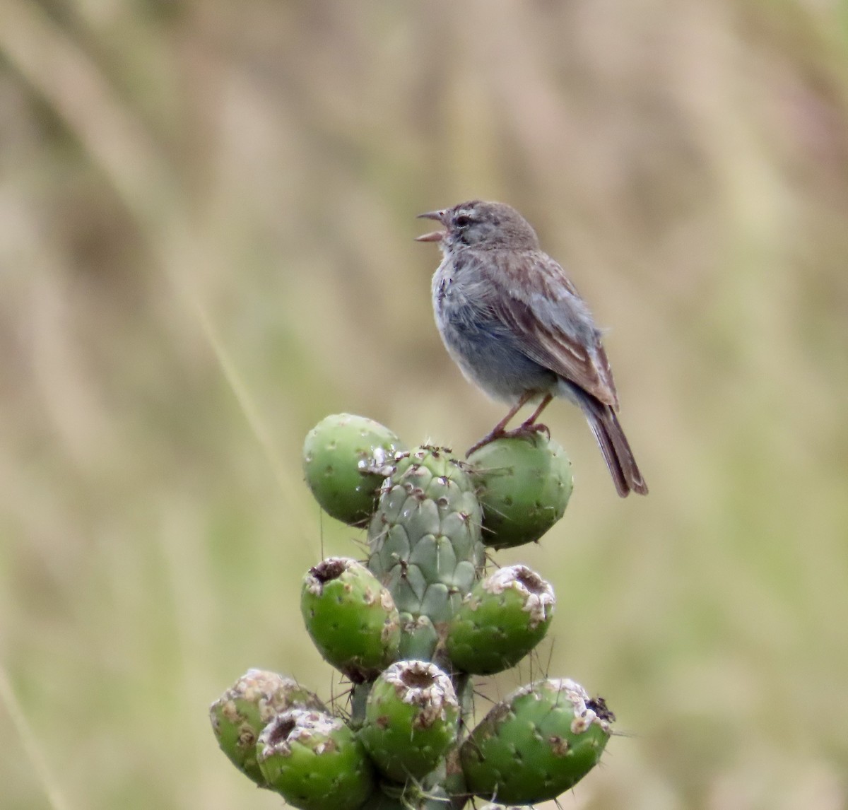 Ash-breasted Sierra Finch - ML638384457