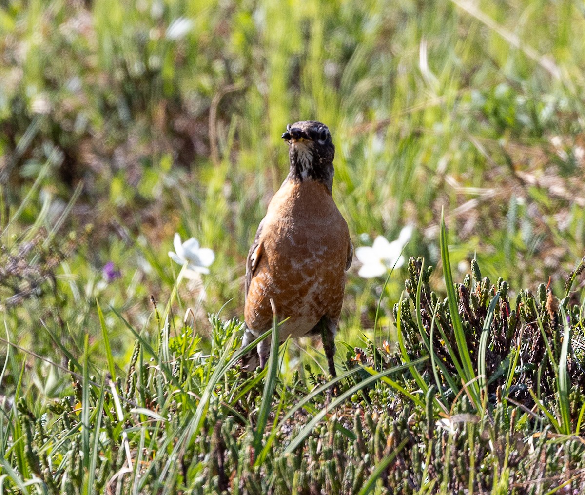 American Robin - ML638384462