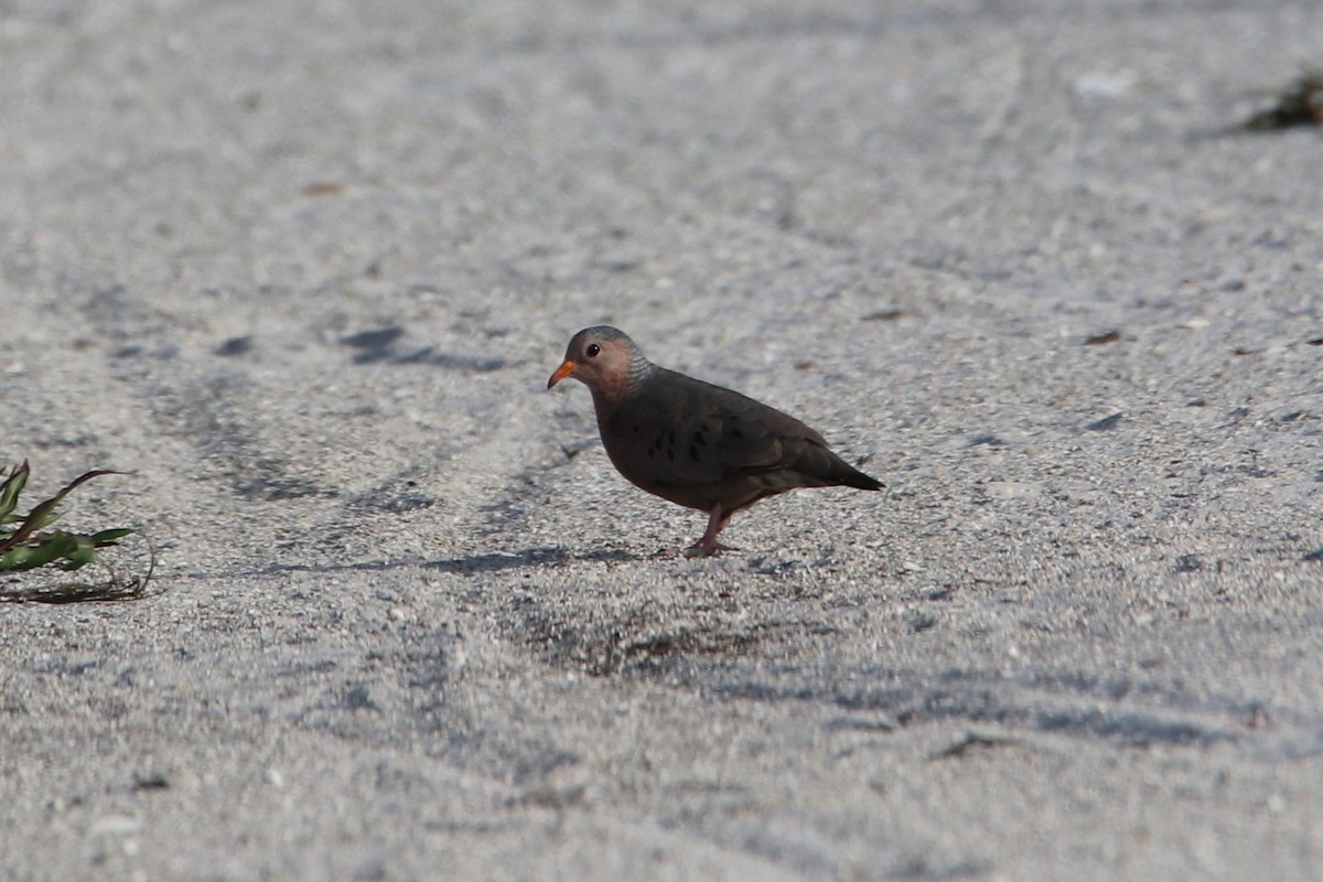 Common Ground Dove - ML638384463
