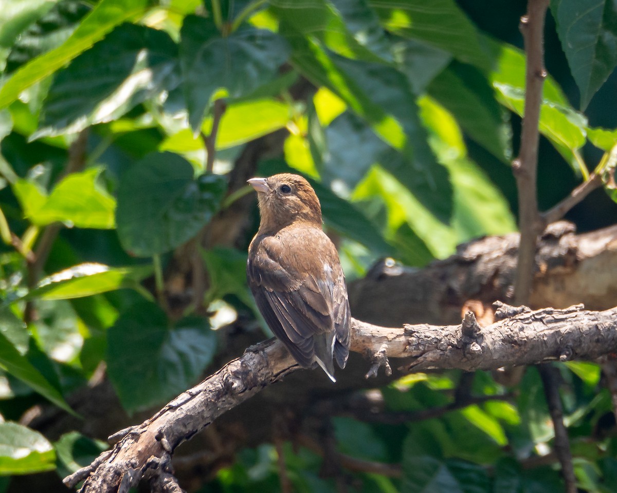 Indigo Bunting - ML638384464