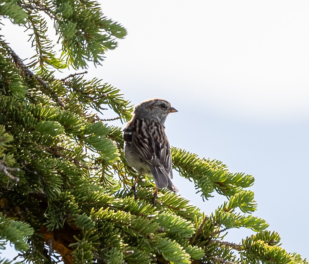American Tree Sparrow - ML638384465