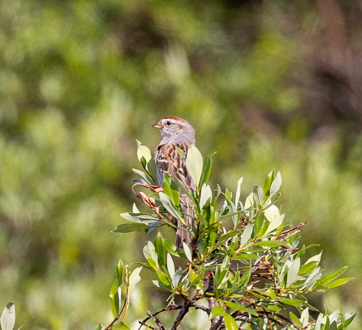 American Tree Sparrow - ML638384466