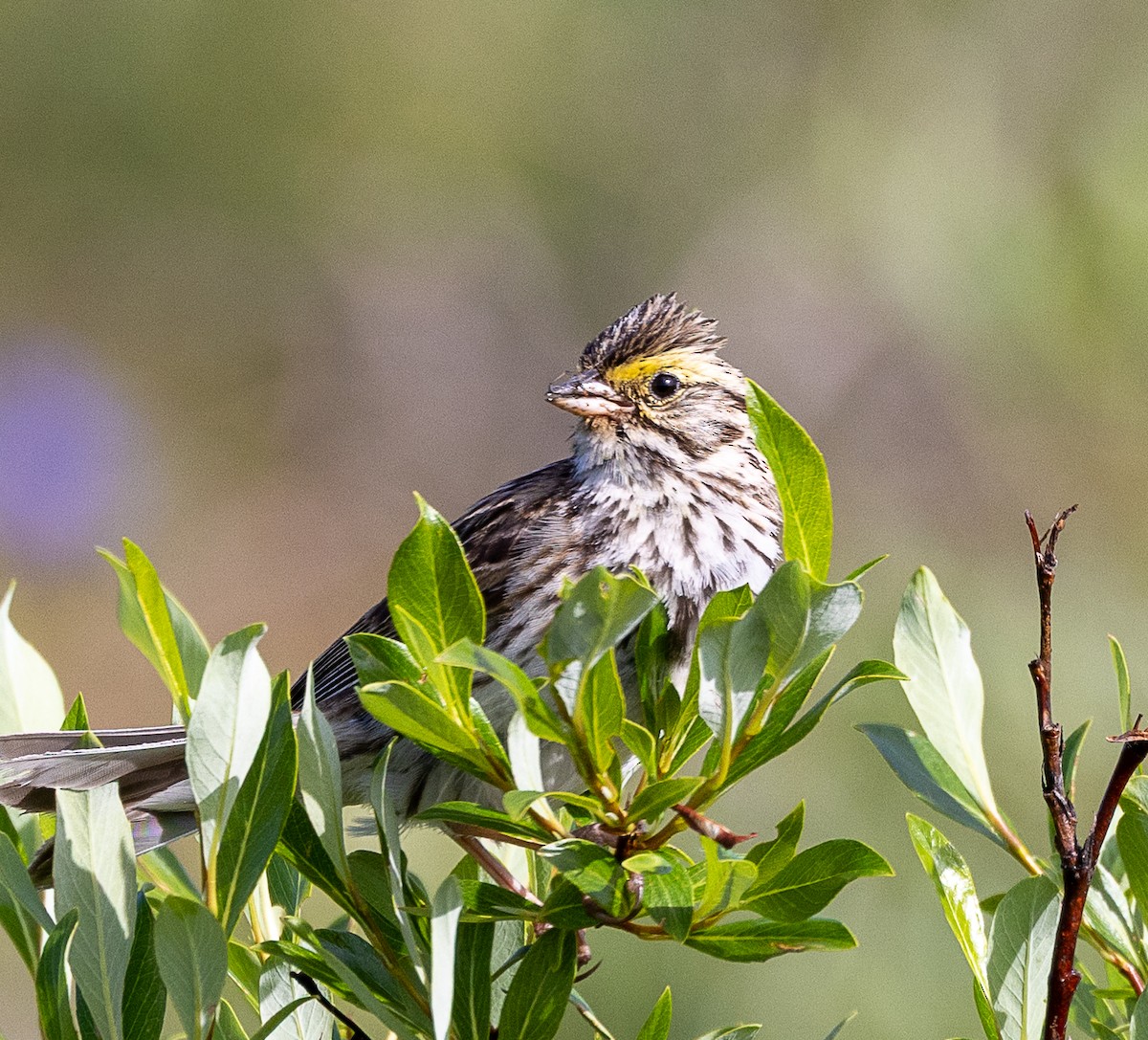 Savannah Sparrow - ML638384469