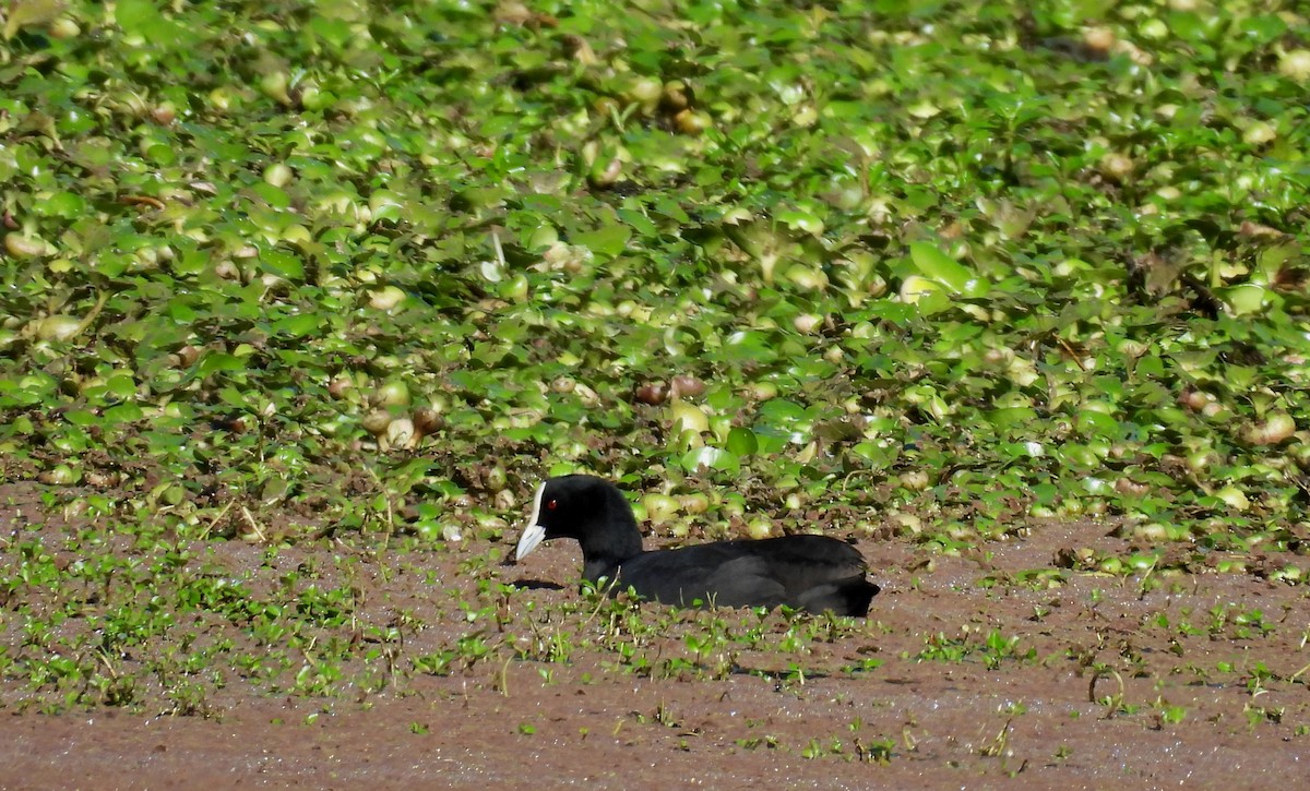 Eurasian Coot - ML638384496