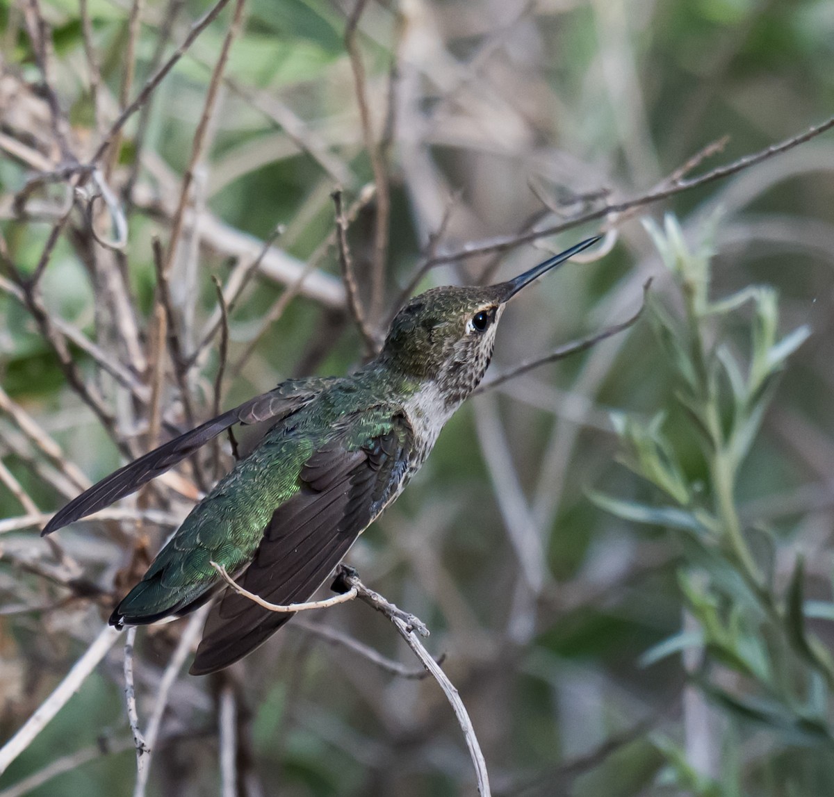 Anna's Hummingbird - ML638384499