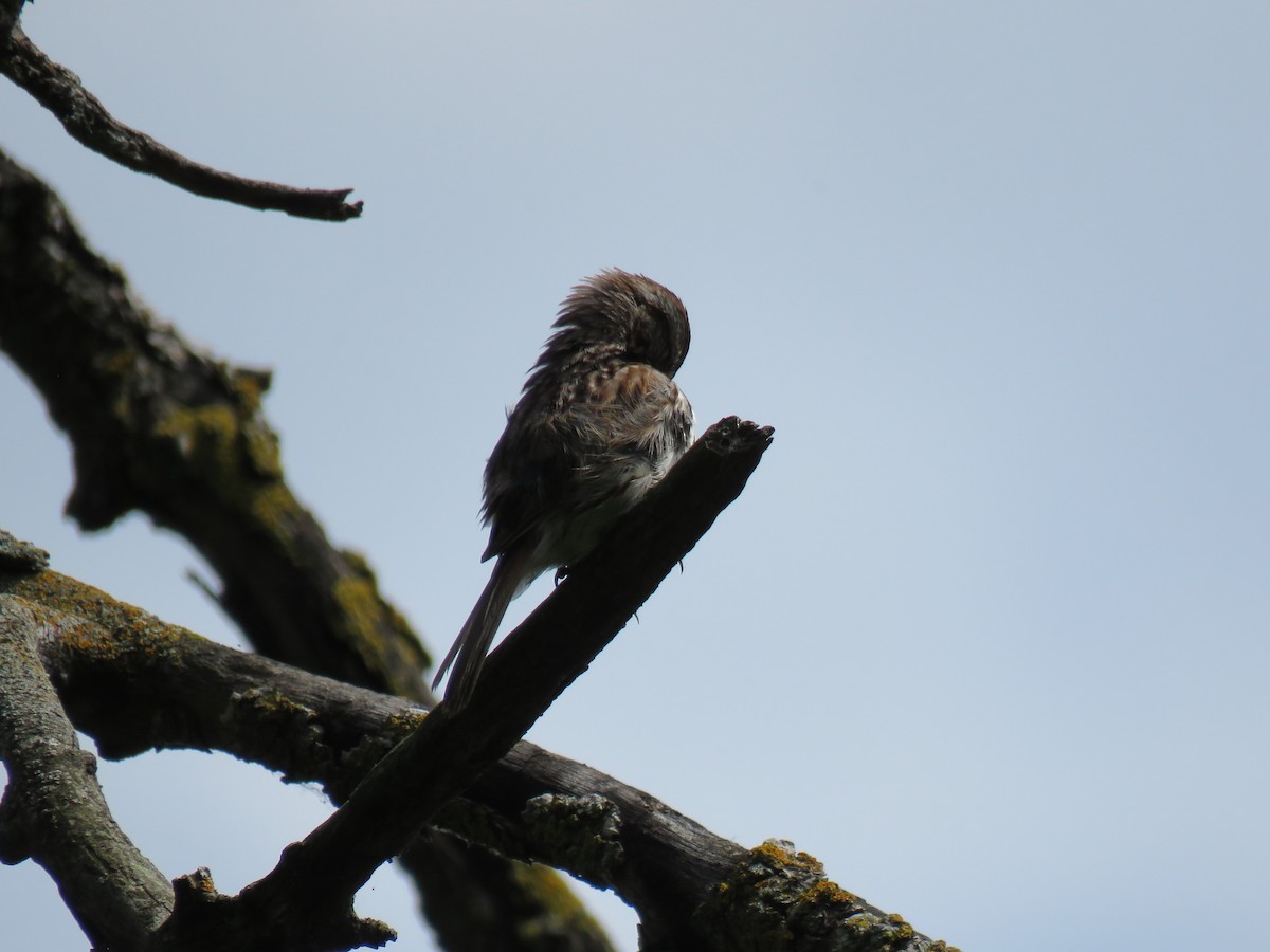 Song Sparrow - ML638384502